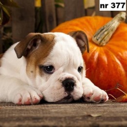 Autumn dog servet 33x33cm