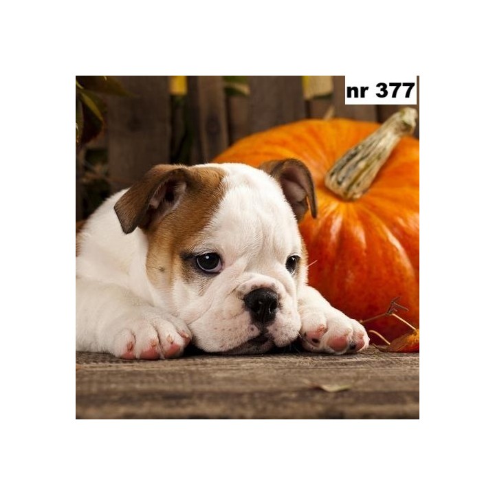 Autumn dog servet 33x33cm