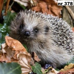 Autumn hedgehog servet 33x33cm