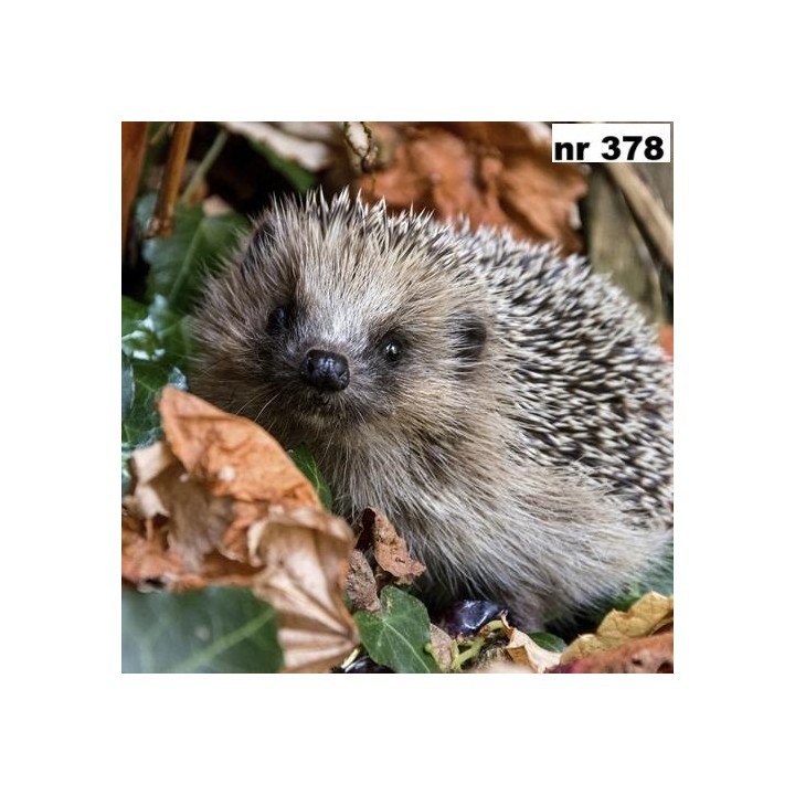 Autumn hedgehog servet 33x33cm