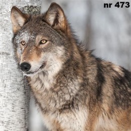 Winter wolf servet 33x33cm
