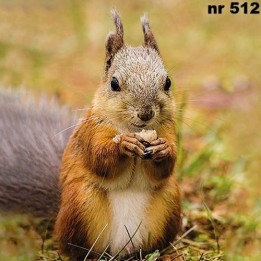 Squirrel servet 33x33cm