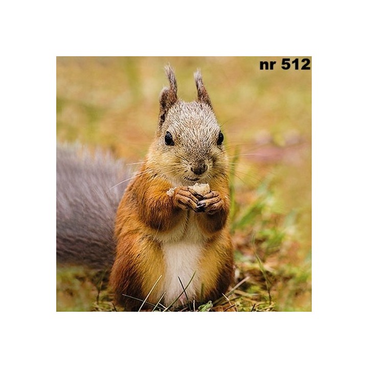 Squirrel servet 33x33cm