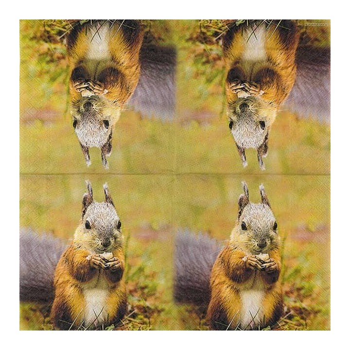 Squirrel servet 33x33cm