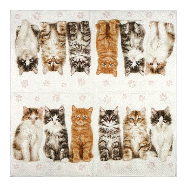 Three beautiful cats servet 33x33cm