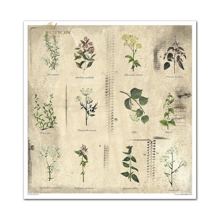 Scrapbookingpapier SLS-035 ''Herbarium''