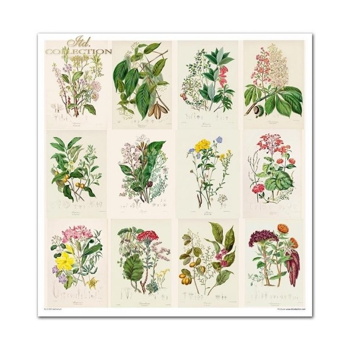Scrapbookingpapier SLS-035 ''Herbarium''
