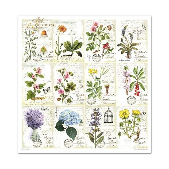Scrapbookingpapier SLS-035 ''Herbarium''