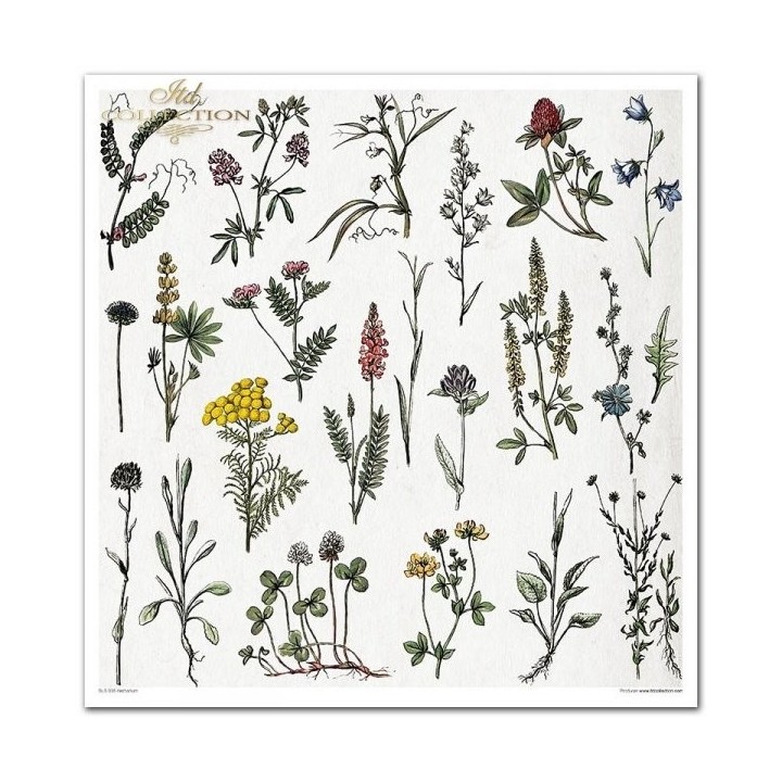 Scrapbookingpapier SLS-035 ''Herbarium''