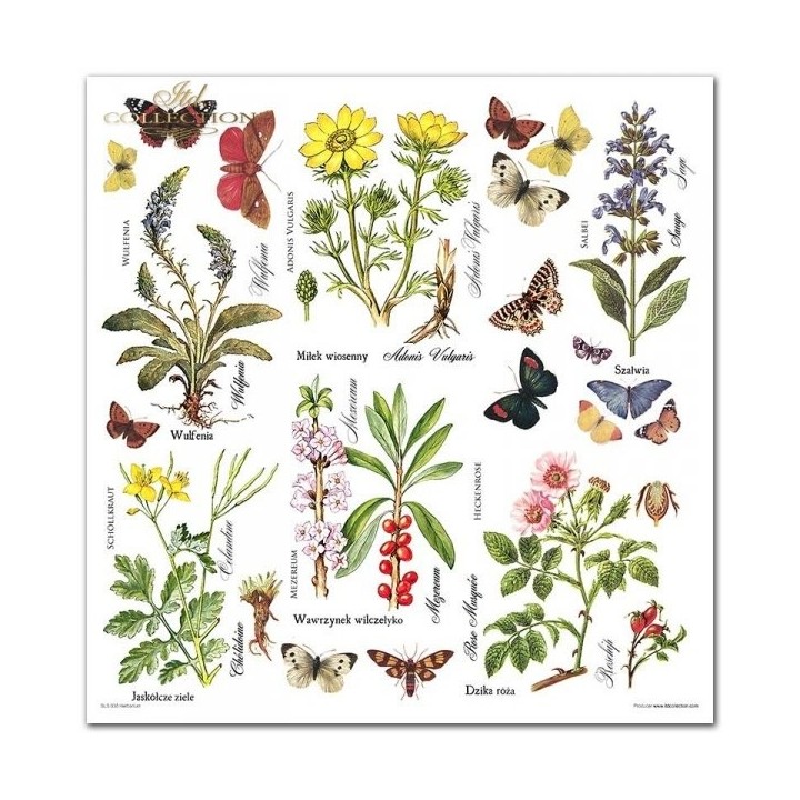 Scrapbookingpapier SLS-035 ''Herbarium''