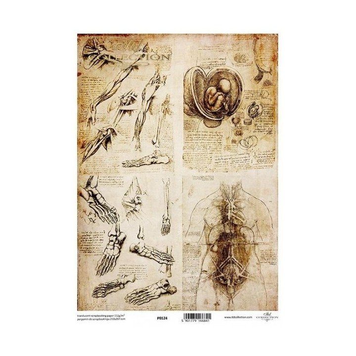 Translucent scrapbookingpapier P0124