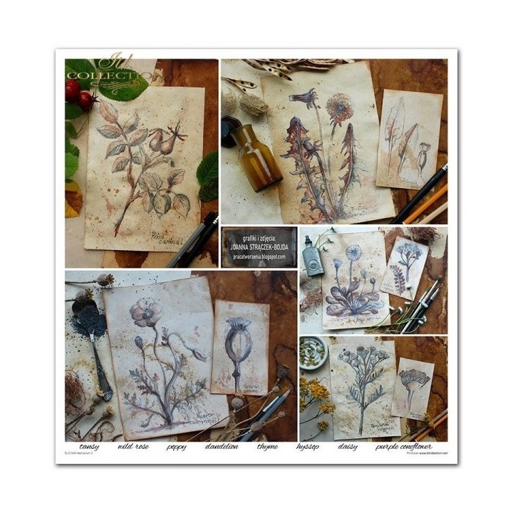 Scrapbookingpapier SLS-049 ''Herbarium 2''