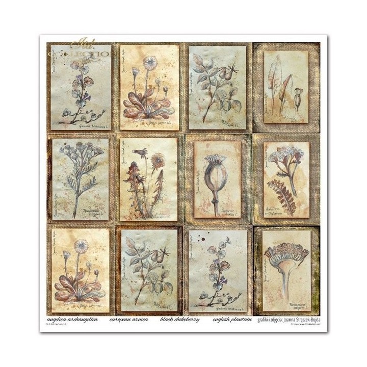 Scrapbookingpapier SLS-049 ''Herbarium 2''