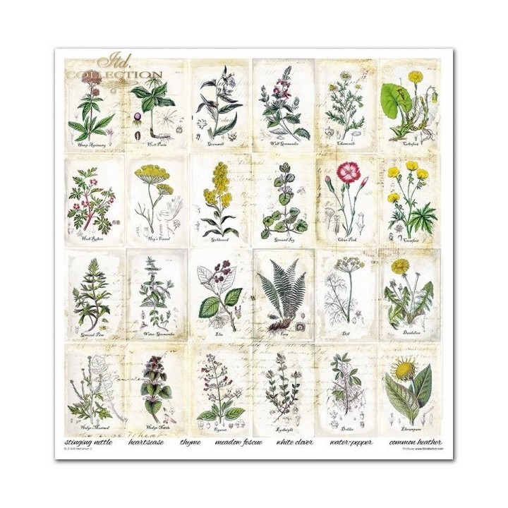 Scrapbookingpapier SLS-049 ''Herbarium 2''