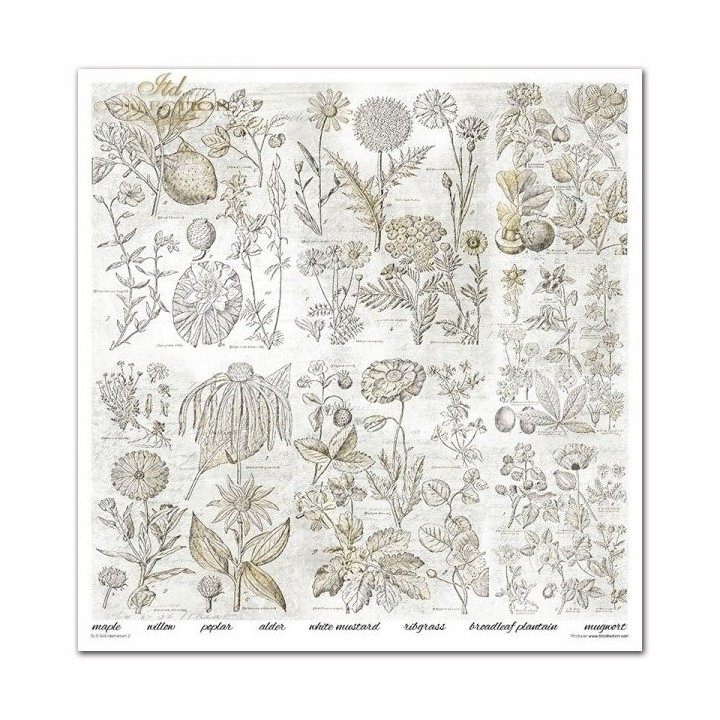 Scrapbookingpapier SLS-049 ''Herbarium 2''