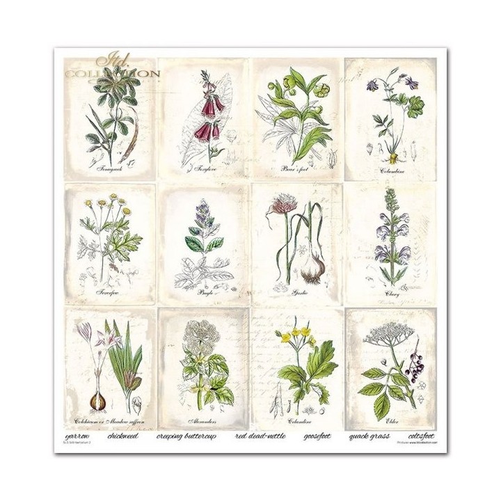 Scrapbookingpapier SLS-049 ''Herbarium 2''