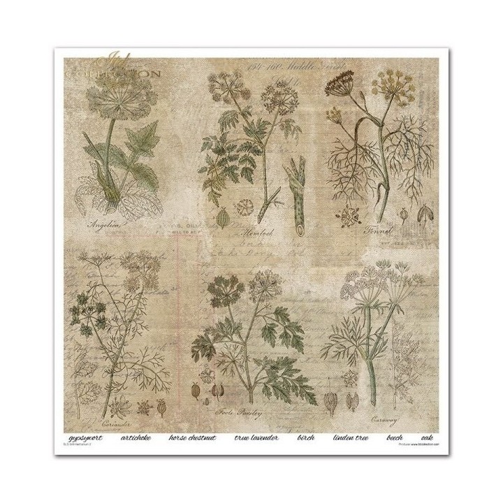 Scrapbookingpapier SLS-049 ''Herbarium 2''