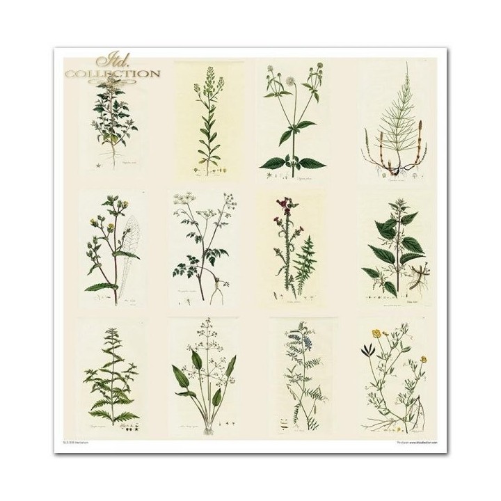 Scrapbookingpapier SLS-035 ''Herbarium'' ---- PRODUCT MET KORTING