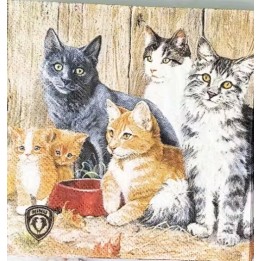 Cats servet 25x25cm