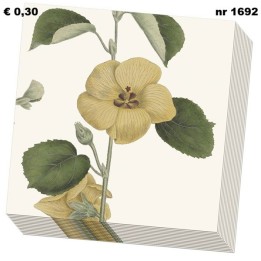 Hibiscus hamambo, Siebold, Hortus Leiden servet 33x33cm