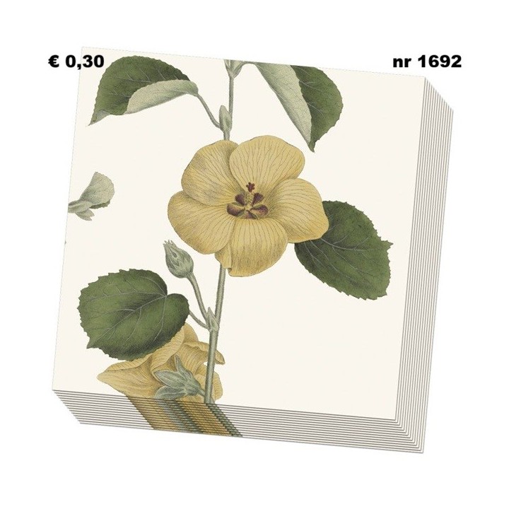 Hibiscus hamambo, Siebold, Hortus Leiden servet 33x33cm