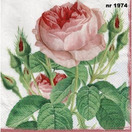 Rosa Redoute servet 33x33cm