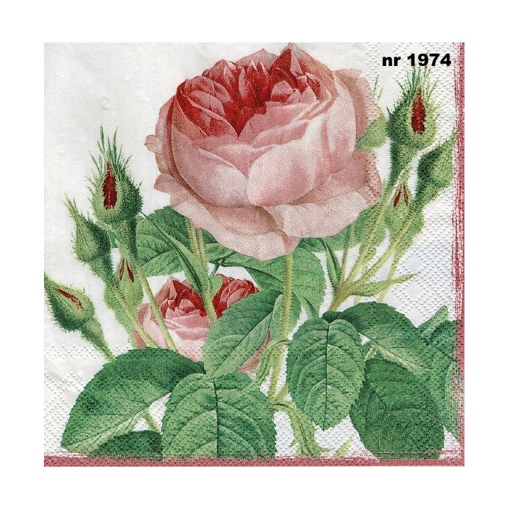 Rosa Redoute servet 33x33cm