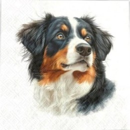 Berner Sennenhond servet 33x33cm