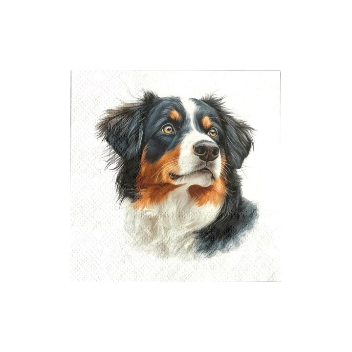 Berner Sennenhond servet 33x33cm